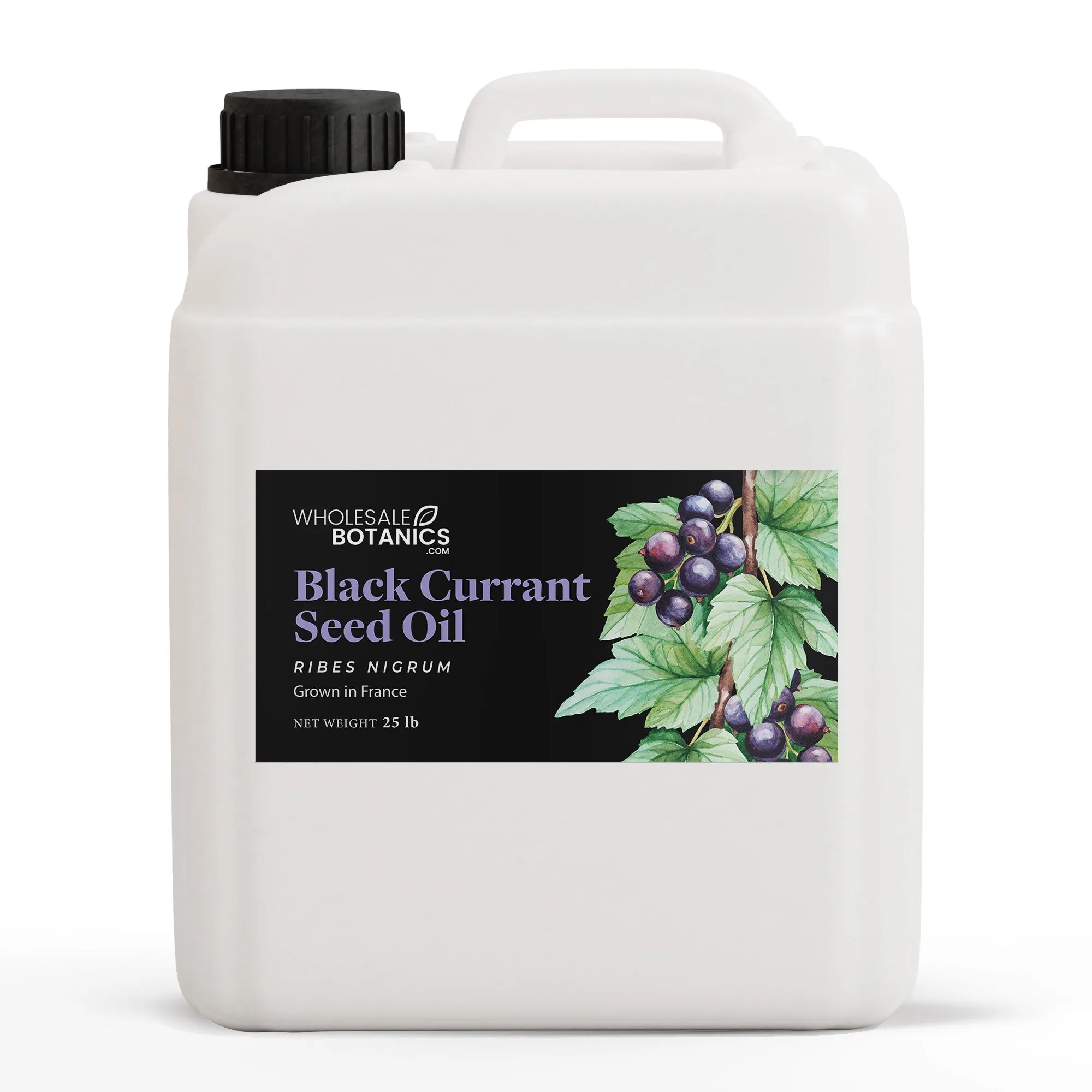 Black Currant Seed Oil