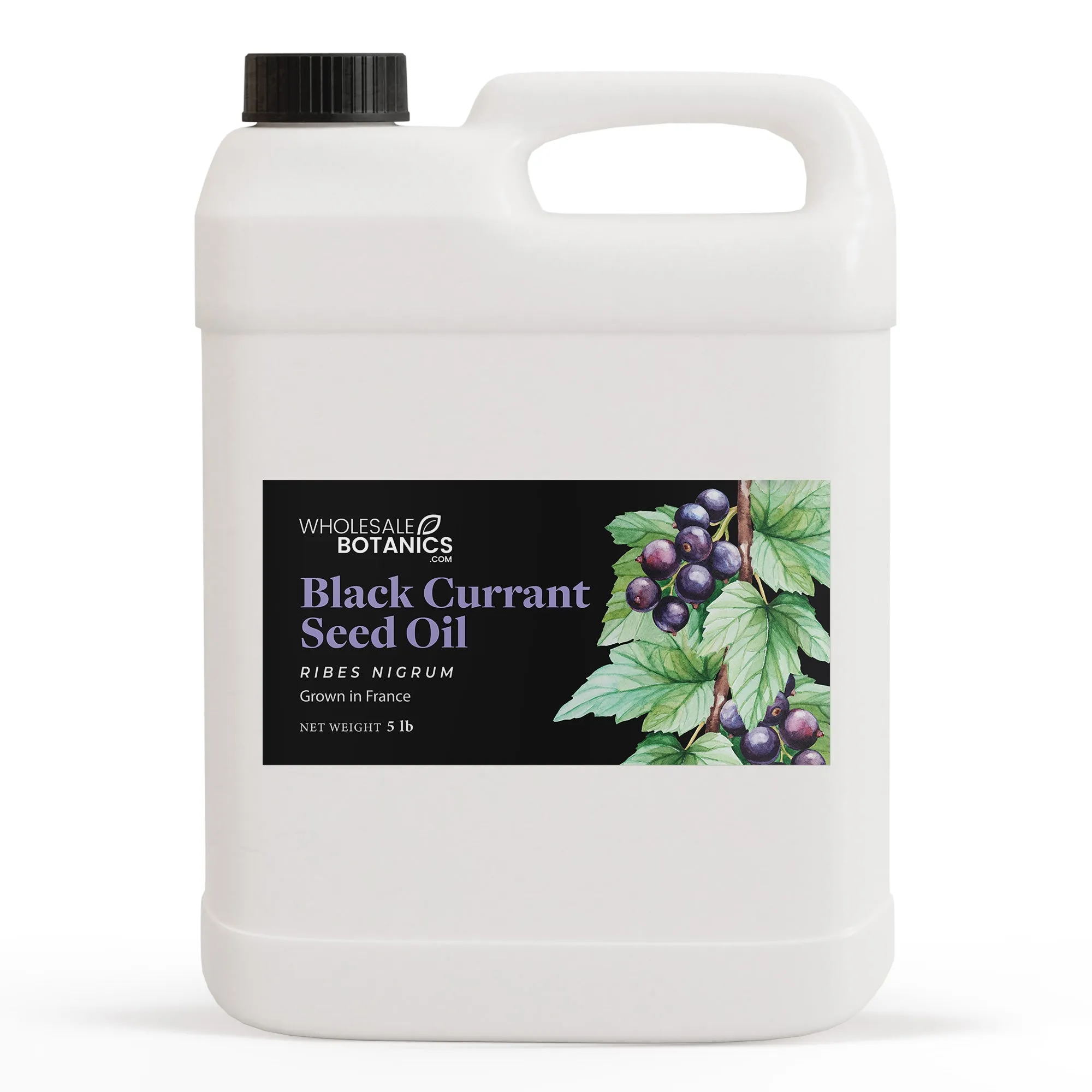 Black Currant Seed Oil